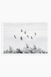 Art Print Photography - Flying Cranes