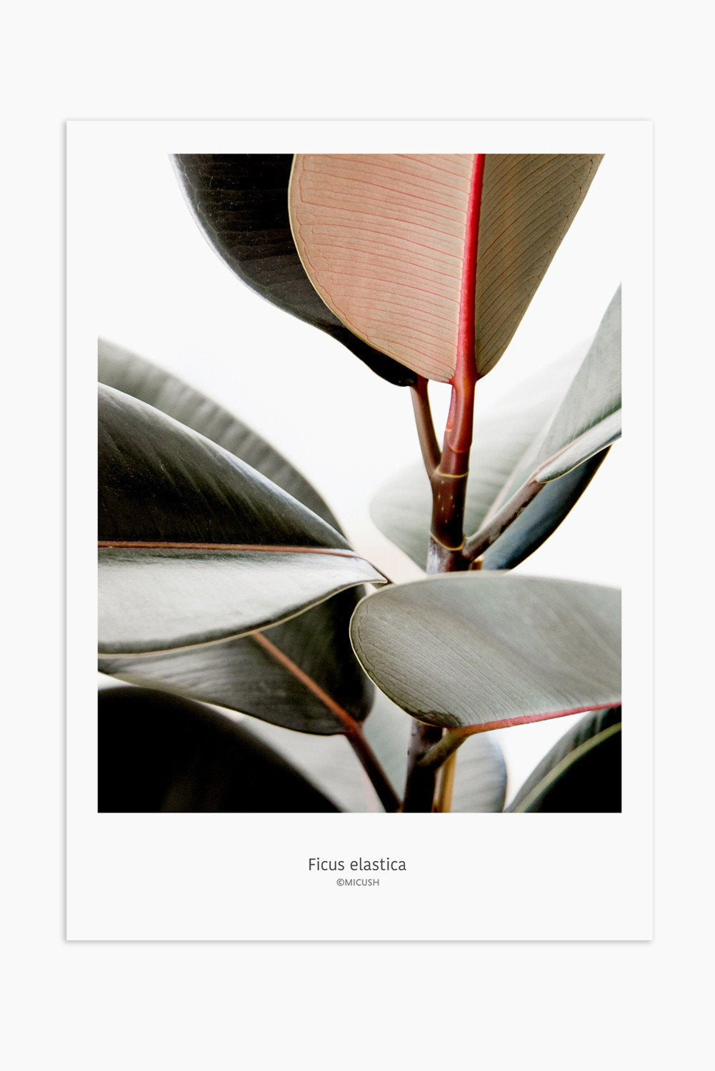 Art Print Photography - Ficus Elastica