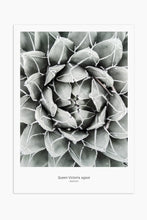 Art Print Photography - Queen Victoria Agave