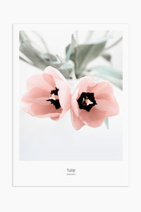Art Print Photography - Tulips