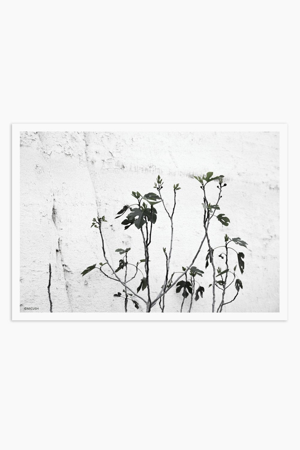Art Print Photography - Ficus