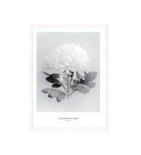 Art Print Photography - Chrysanthemum Flower
