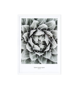 Art Print Photography - Queen Victoria Agave