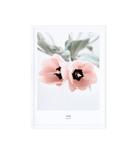 Art Print Photography - Tulips