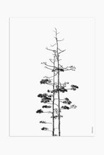Art Print Photography - Trees