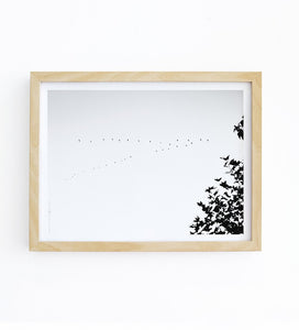 Art Print - Bird Migration