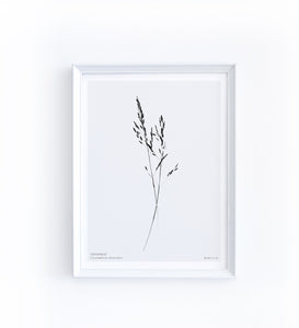 Art Print - Corynephorus Divaricatus