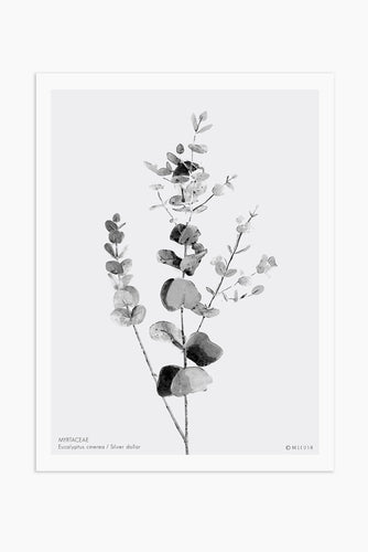 Art Print - Eucalyptus Cinerea