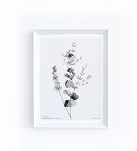 Art Print - Eucalyptus Cinerea