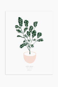 Art Print - Ficus lyrata