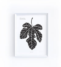Art Print - Ficus Carica - Fig