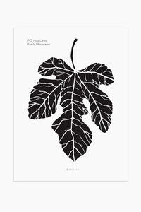 Art Print - Ficus Carica - Fig