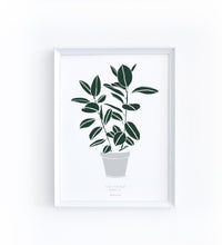 Art Print - Ficus elastica