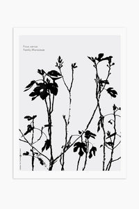Art Print - Ficus carica