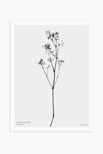 Art Print - Gypsophila No.2