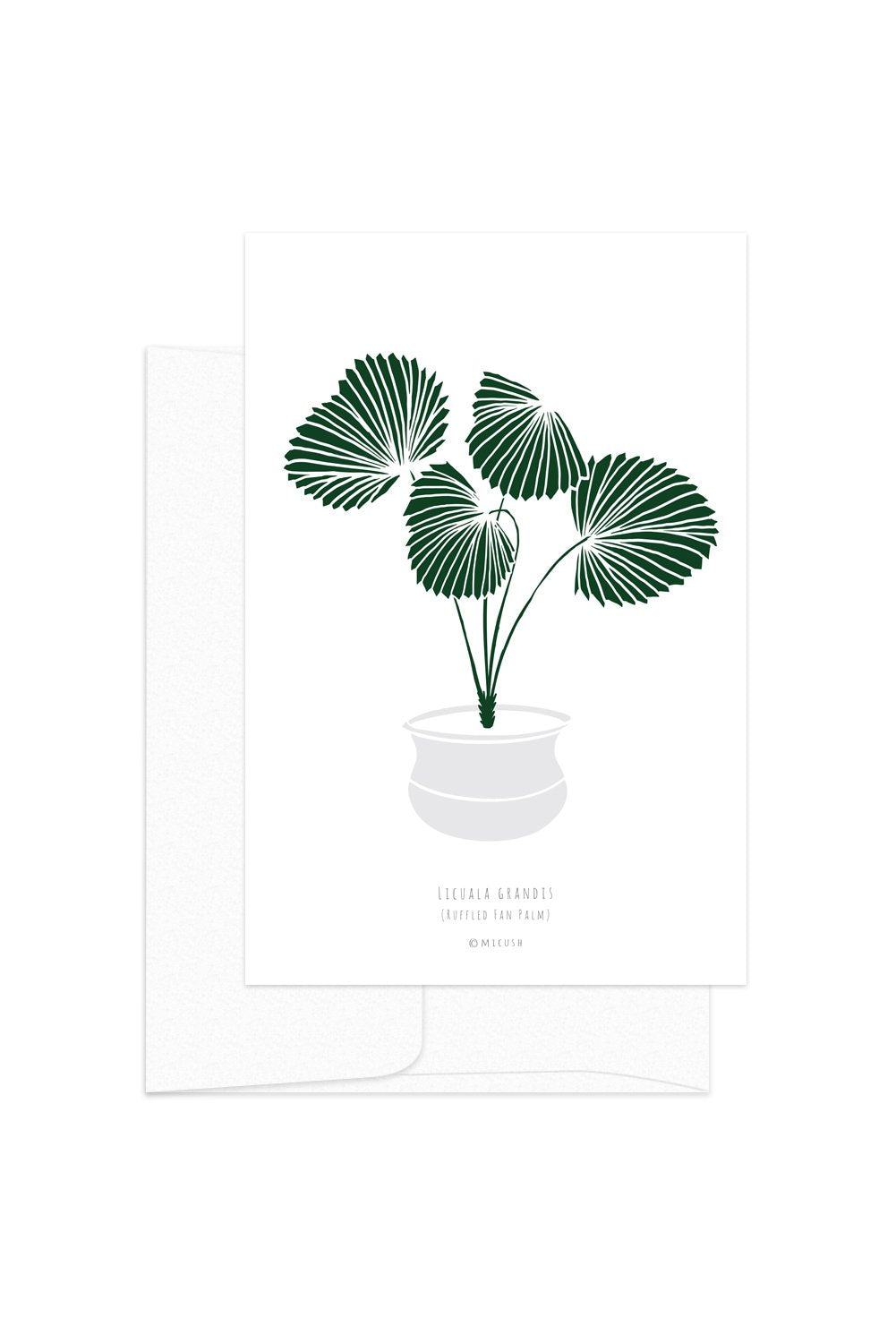 Card - Botanical - Licula Grandis