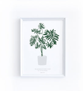Art Print - Philodendron bipinnatifidum