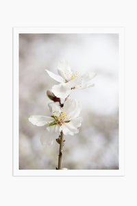 Art Print Photography - Prunus dulcet No.2