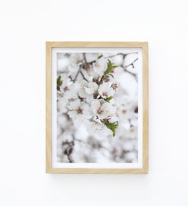 Art Print Photography - Prunus dulcet No.3