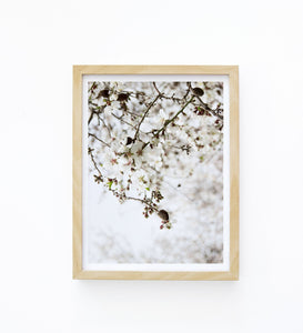 Art Print Photography - Prunus dulcet No.1