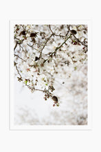 Art Print Photography - Prunus dulcet No.1