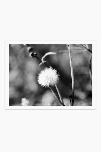 Art Print - Senecio