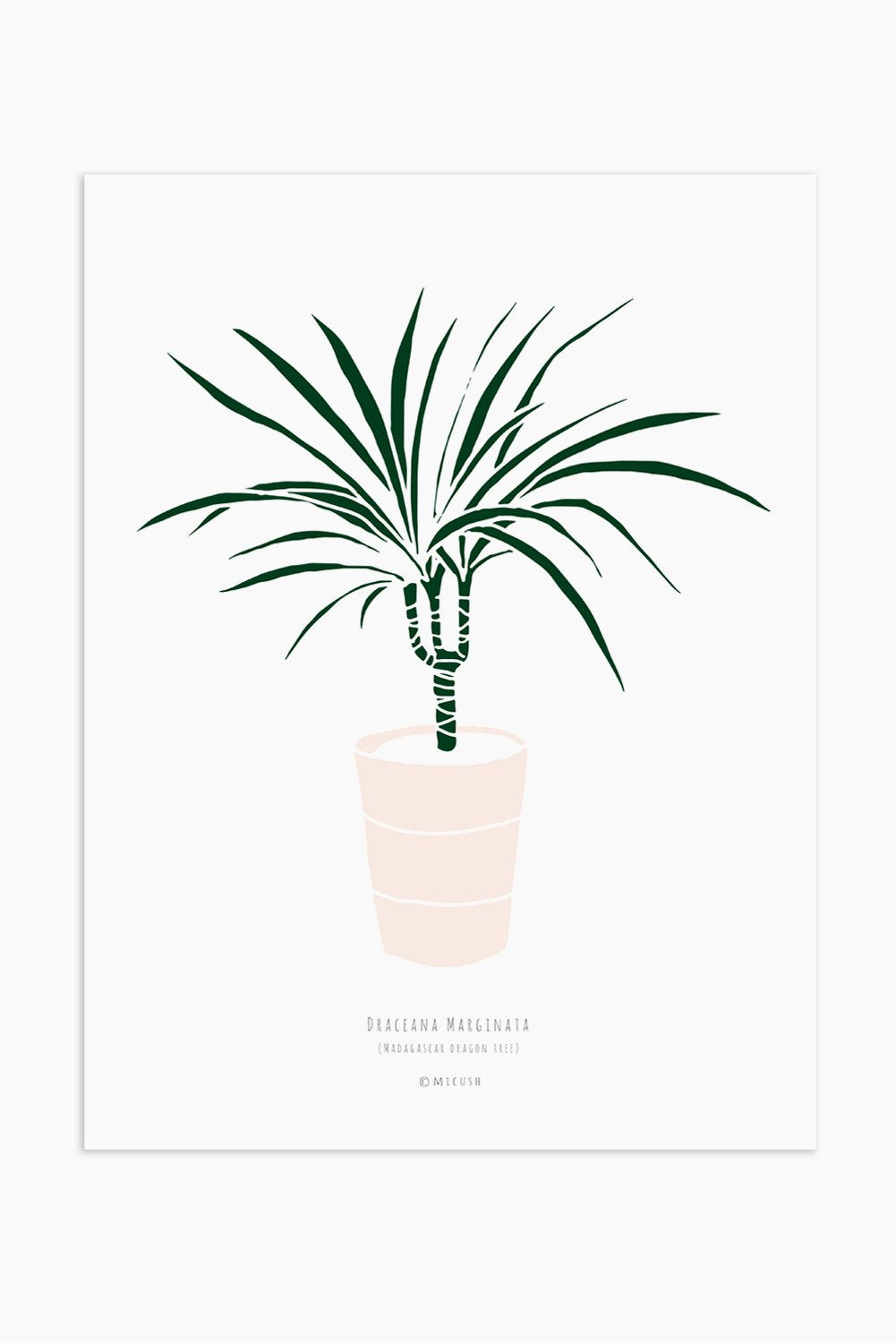Art Print - Small Dracaena marginata