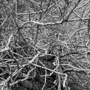 The Black Branches Handkerchief silk sqaure white 50x50 full view