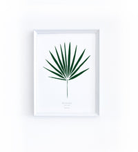 Art Print - Washingtonia Leaf