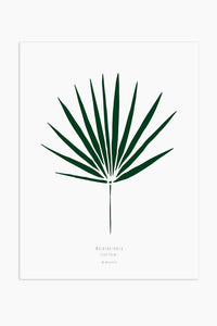 Art Print - Washingtonia Leaf