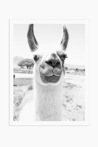 Art Print Photography - Llama