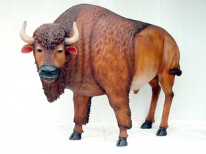 Buffalo Standing