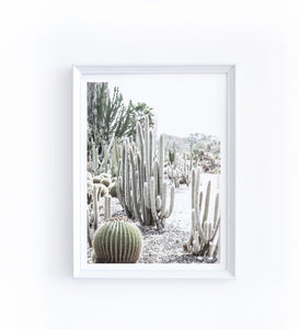 Art Print Photograph - Giant Saguaro