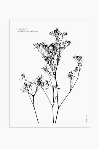 Art Print - Gypsophila