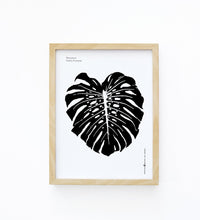 Art Print - Monstera deliciosa leaf