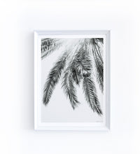 Art Print Photography - Palm No.2