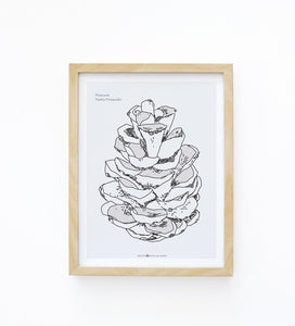 Art Print - Pine Cone