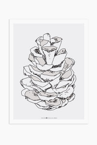 Art Print - Pine Cone